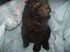 CKC REG'D POODLES - Photo 2