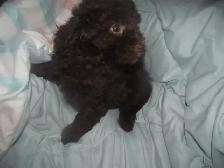 CKC REG'D POODLES - Photo 3