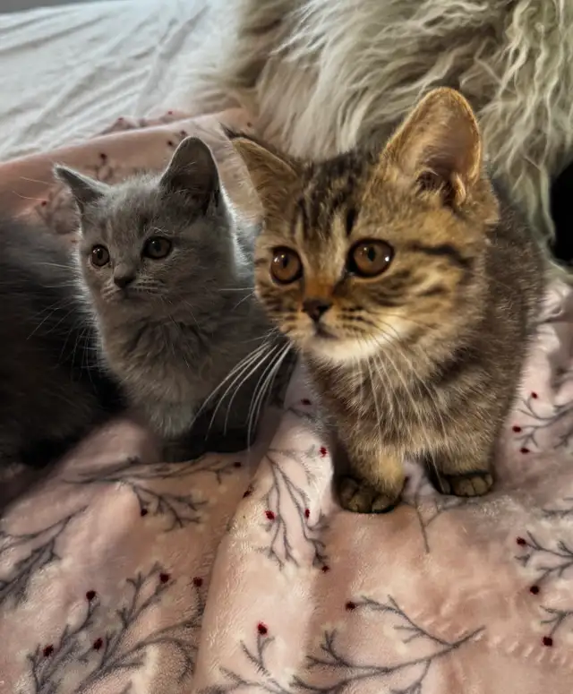British shorthair & longhair
