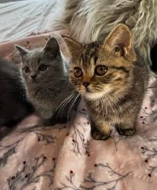 British shorthair & longhair