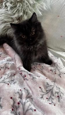 British shorthair & longhair - Photo 2