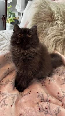 British shorthair & longhair - Photo 3