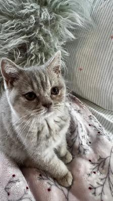 British shorthair & longhair - Photo 4
