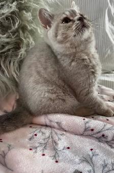 British shorthair & longhair - Photo 5