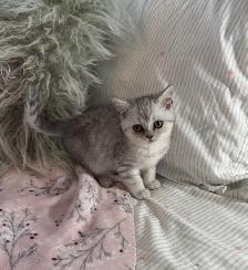 British shorthair & longhair - Photo 6
