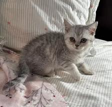 British shorthair & longhair - Photo 7
