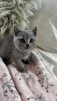 British shorthair & longhair - Photo 8