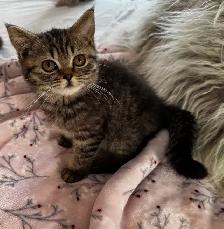 British shorthair & longhair - Photo 10