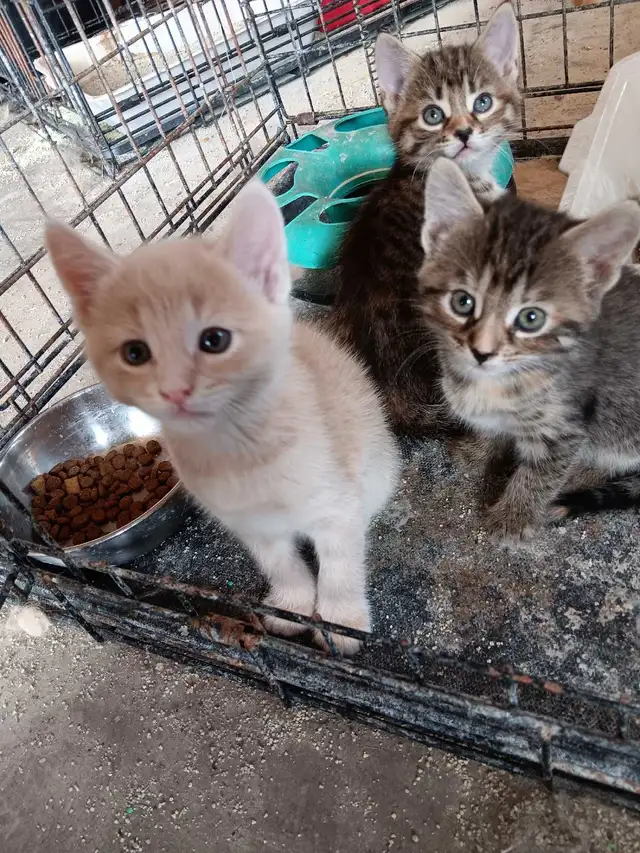 4 kittens for sale
