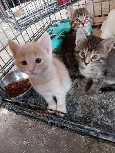 4 kittens for sale