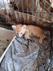 4 kittens for sale - Photo 2
