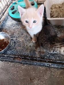 4 kittens for sale - Photo 4