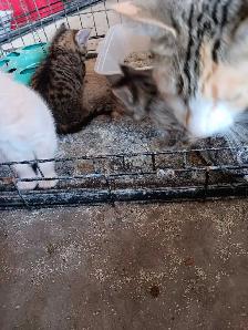 4 kittens for sale - Photo 5