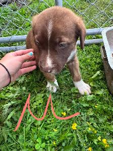 mix puppy for sale 400$ each