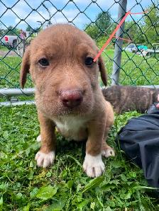 mix puppy for sale 400$ each - Photo 2