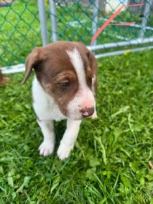 mix puppy for sale 400$ each - Photo 3