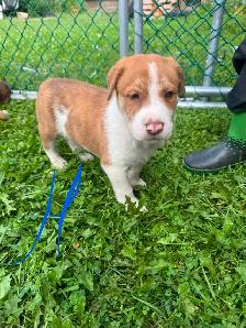 mix puppy for sale 400$ each - Photo 4
