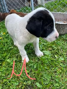 mix puppy for sale 400$ each - Photo 5
