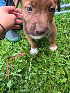 mix puppy for sale 400$ each - Photo 6