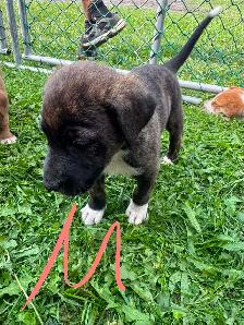 mix puppy for sale 400$ each - Photo 7
