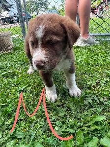 mix puppy for sale 400$ each - Photo 8