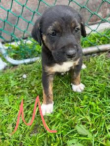 mix puppy for sale 400$ each - Photo 9