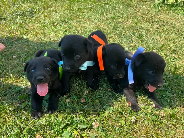 Puppies for sale!