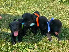 Puppies for sale!