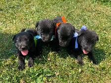 Puppies for sale! - Photo 2