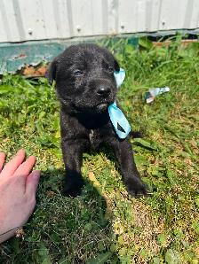 Puppies for sale! - Photo 3