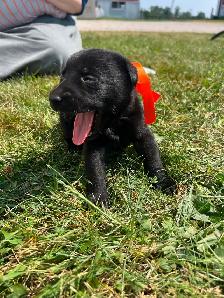 Puppies for sale! - Photo 4