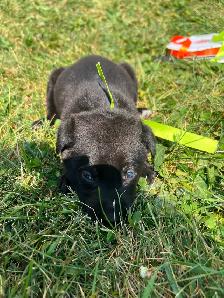 Puppies for sale! - Photo 5