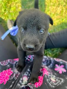 Puppies for sale! - Photo 6