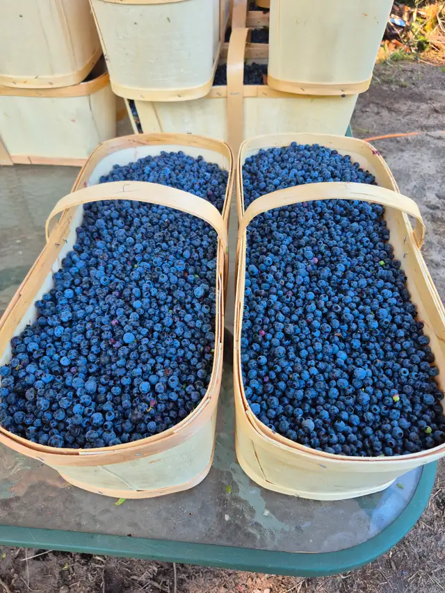 Blueberry for sale
