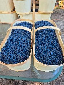 Blueberry for sale
