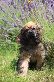 Adorable Cocker Spaniel