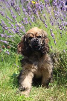 Adorable Cocker Spaniel - Photo 2