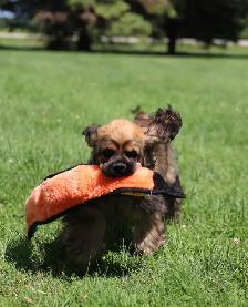 Adorable Cocker Spaniel - Photo 3