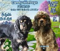 Adorable Cocker Spaniel - Photo 4