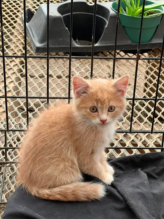 KITTENS FOR REHOMING