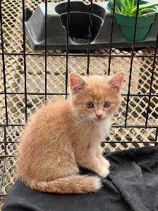 KITTENS FOR REHOMING