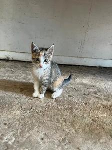 KITTENS FOR REHOMING - Photo 2