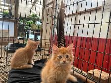 KITTENS FOR REHOMING - Photo 3