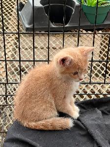 KITTENS FOR REHOMING - Photo 4