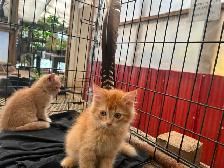 KITTENS FOR REHOMING - Photo 5