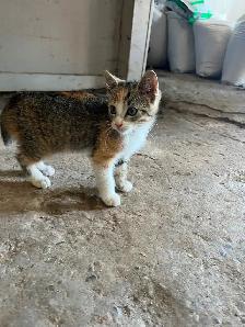 KITTENS FOR REHOMING - Photo 6