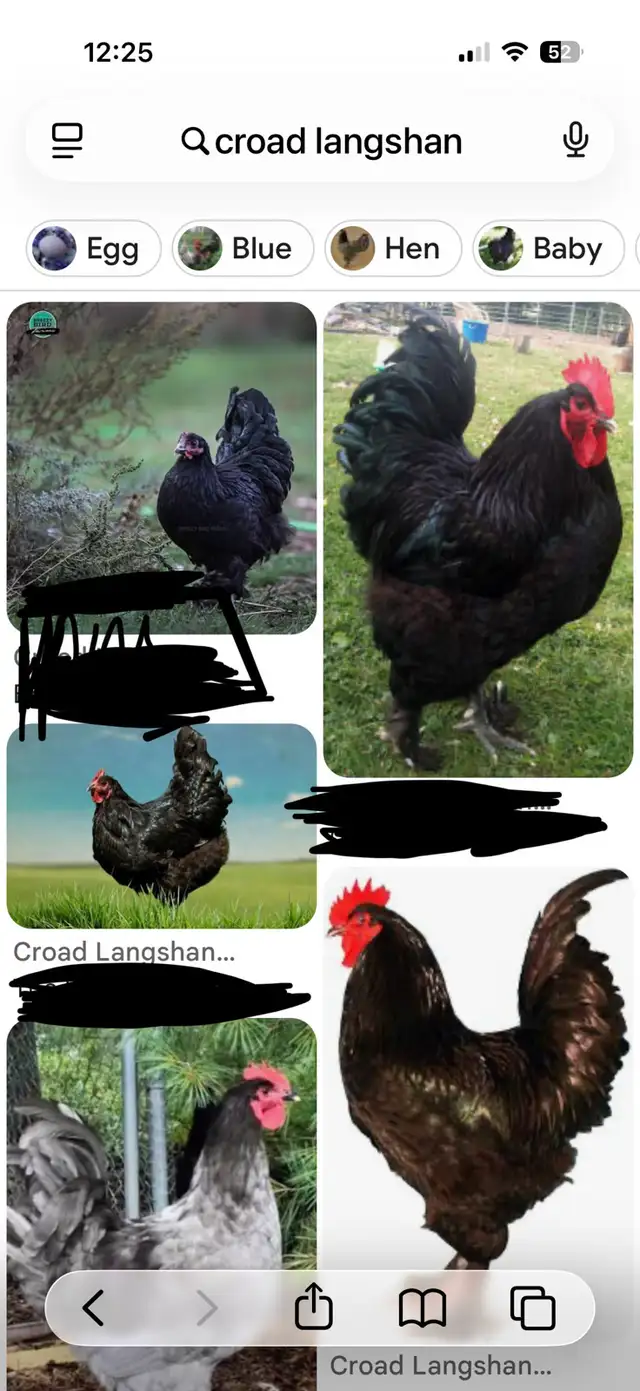 Looking for Quality Croad Langshans