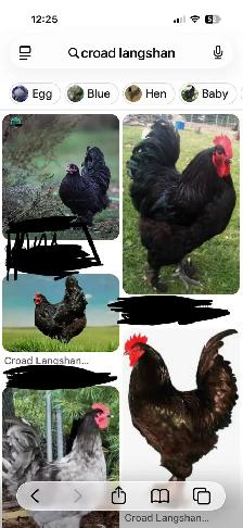 Looking for Quality Croad Langshans