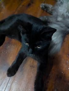 European Maine Coons and Lykoi kittens - Photo 3