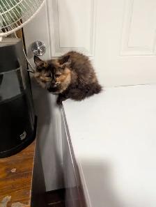 European Maine Coons and Lykoi kittens - Photo 5